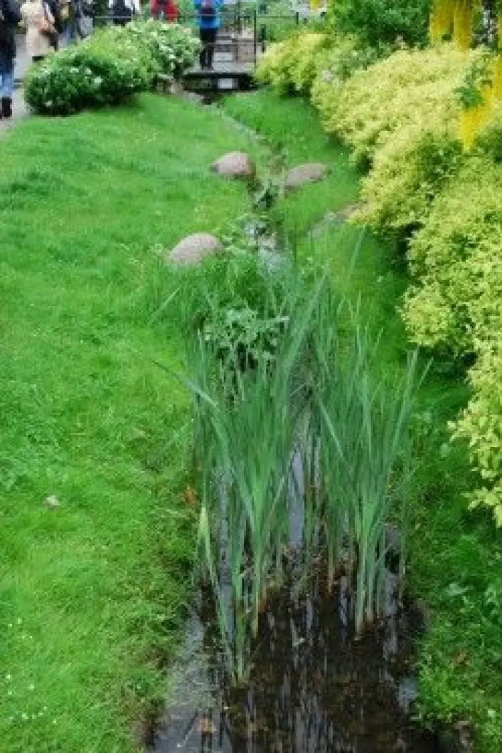 Grønn overvannsgrøft for naturbasert infiltrasjon